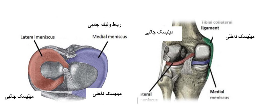 استخوان درشت نی و طرز قرار گرفتن مینیسک‌های زانو نسبت به آن در دو نمای بالایی (راست) و پشتی (چپ) 