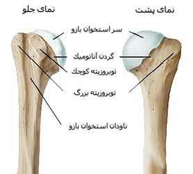استخوان بازو (Humerus)